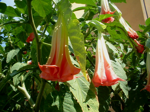 Solanum crispum, Lampranthus e Brugmansia suaveolens